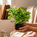 HindCraft Artificial Green Leaf Plant with Decorative Pot for Home & Office Décor